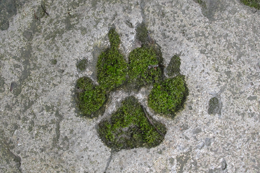 Help your best friend reduce their carbon pawprint