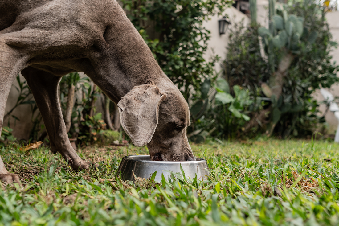 Why do dogs need high protein diets?
