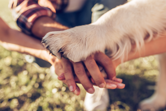 Why you should be feeding your pet local dog food