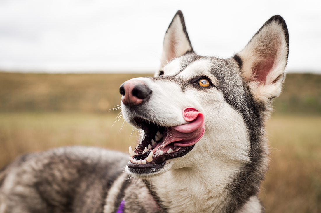 Regular vs. Grain Free Dog Food